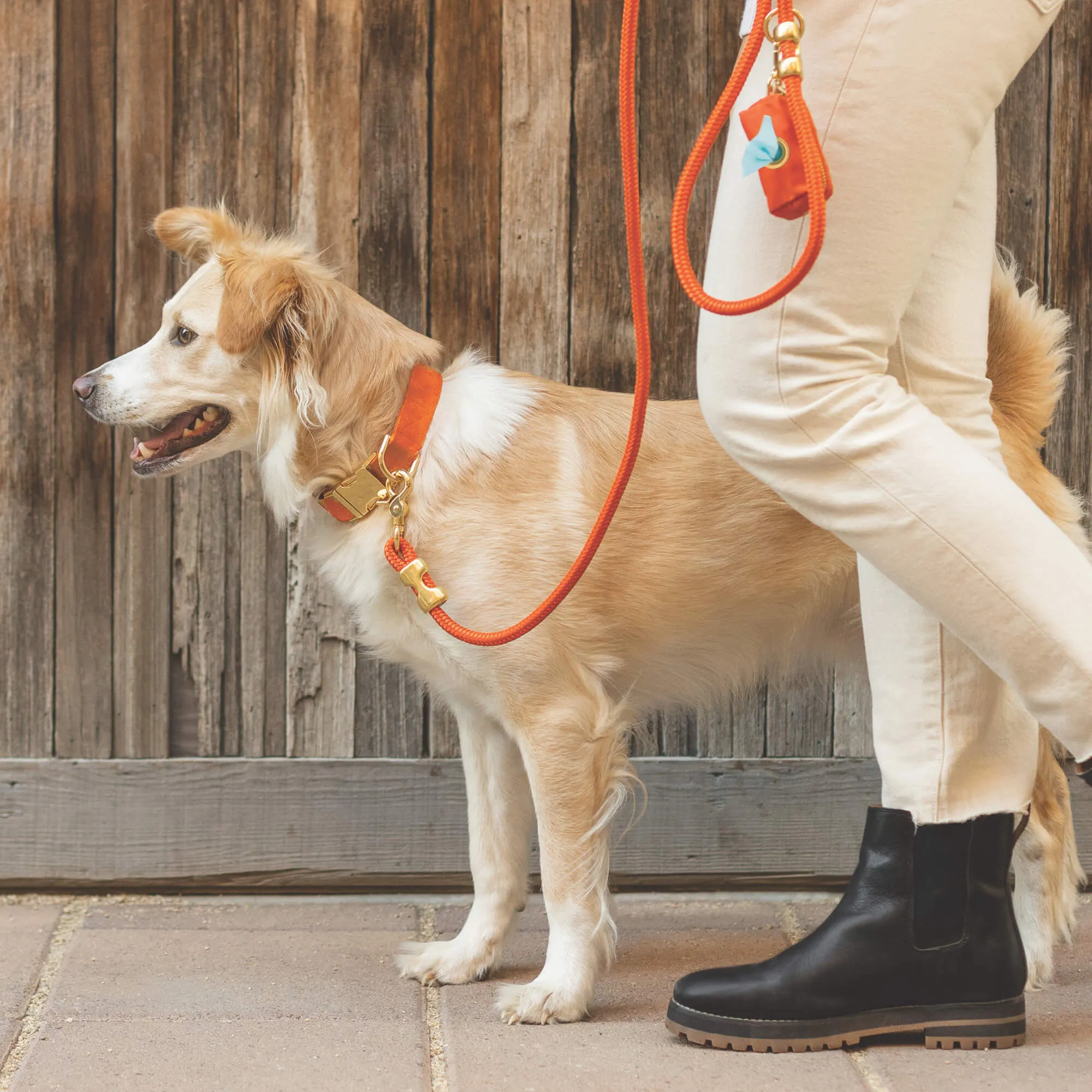 Cider Collar Walk Set