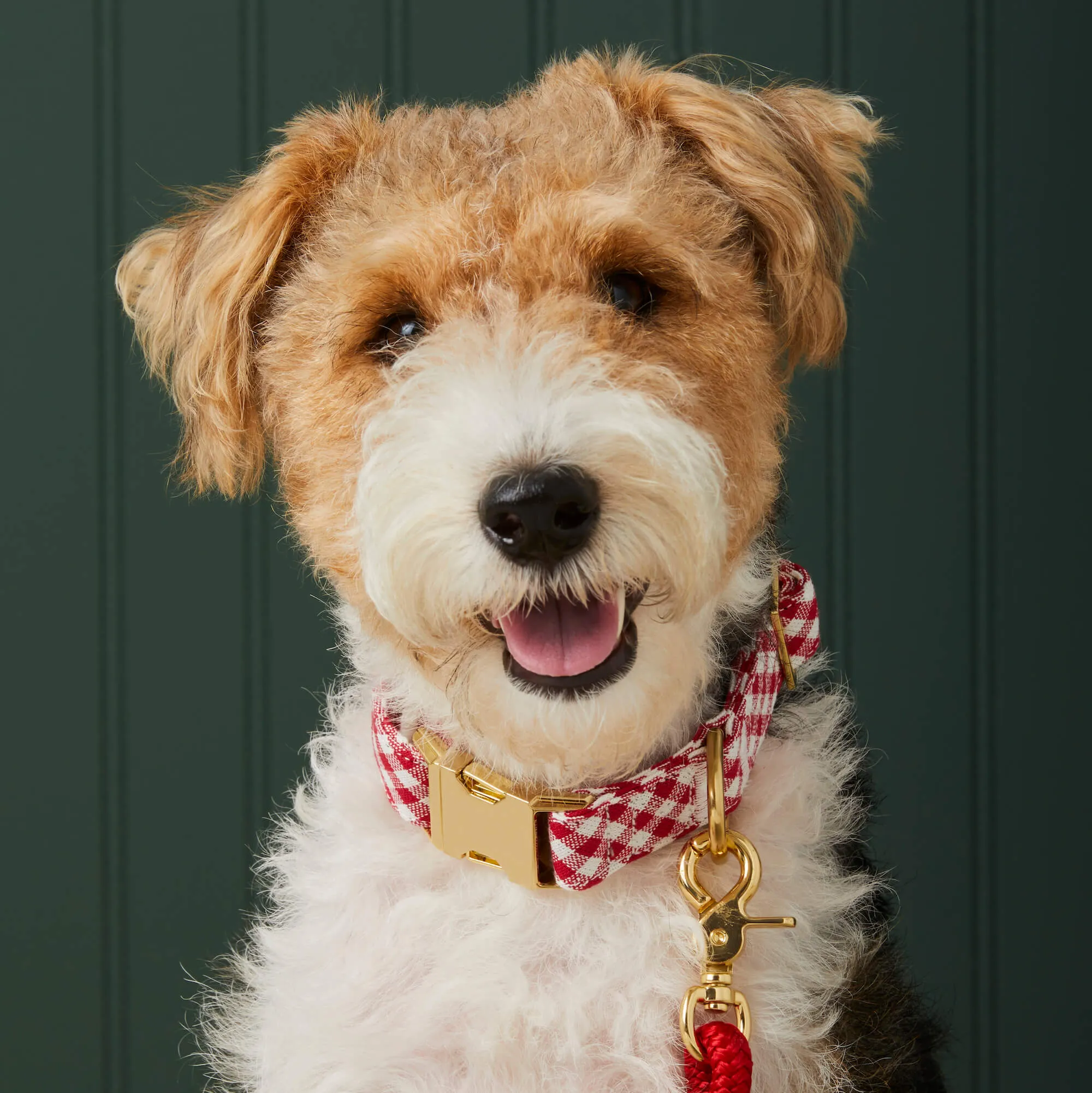 Red Gingham Collar Walk Set