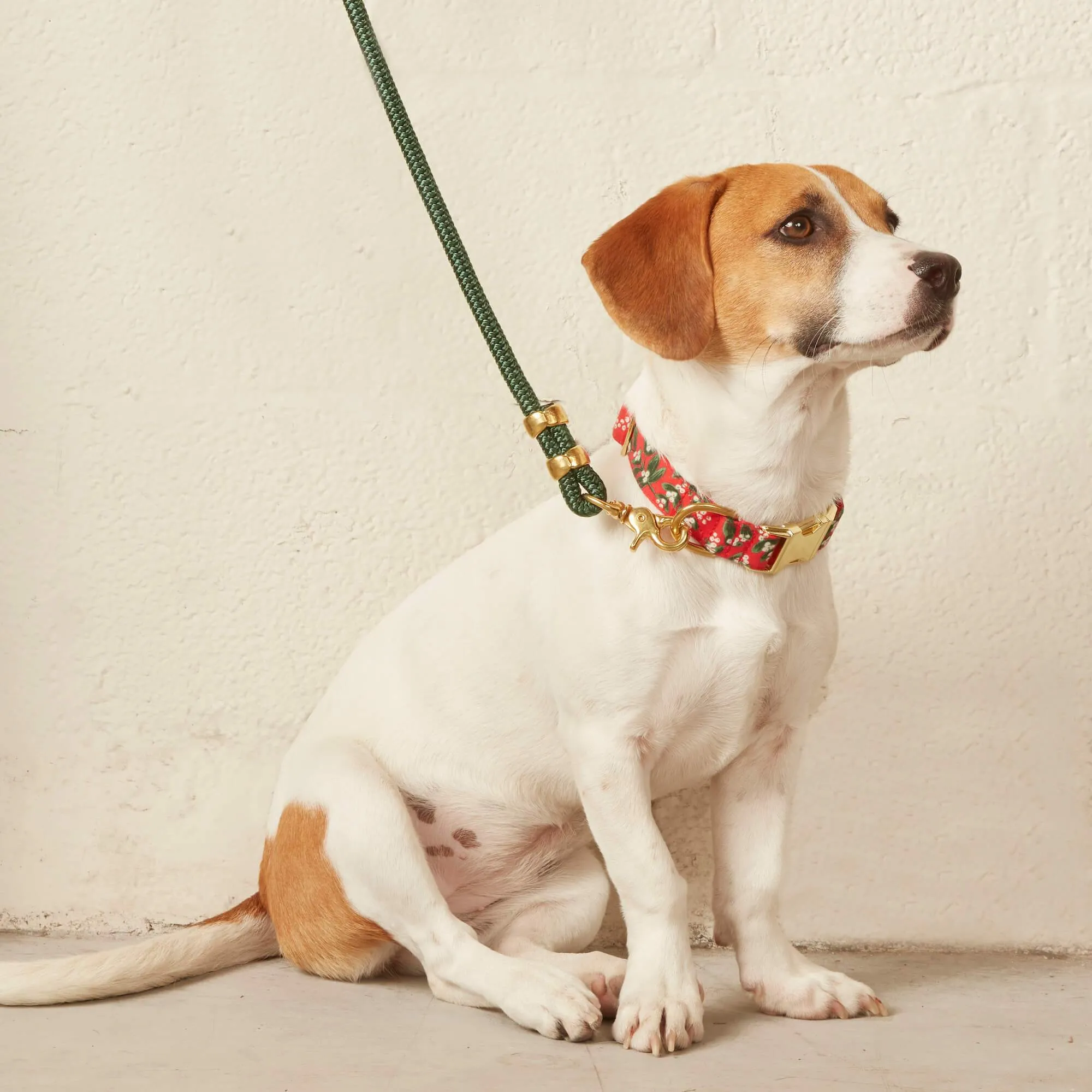 Rifle Paper Co. x TFD Mistletoe Collar Walk Set